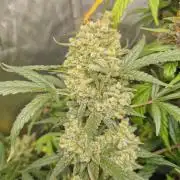 Grapefruit Auto by Fast Buds