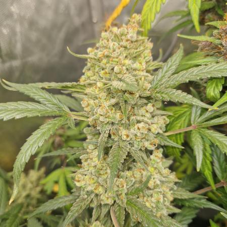Grapefruit Auto by Fast Buds