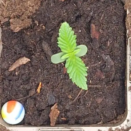 Strawberry Gorilla RF3 Auto by Fast Buds