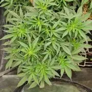 Grapefruit Auto by Fast Buds