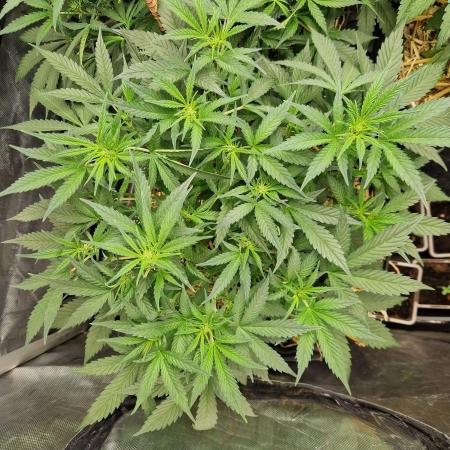 Grapefruit Auto by Fast Buds