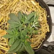 Strawberry Haze auto by Kannabia