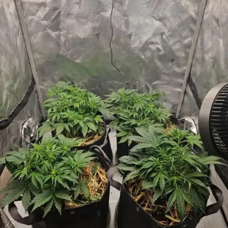 First Grow