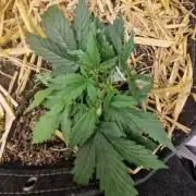 Strawberry Haze auto by Kannabia