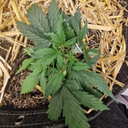 Strawberry Haze auto by Kannabia