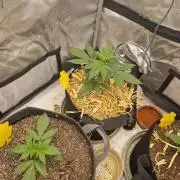 Purple lemonade auto - second grow