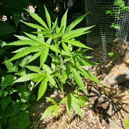 Northern Lights auto Sensi Seeds outdoor