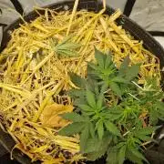 Strawberry Haze auto by Kannabia