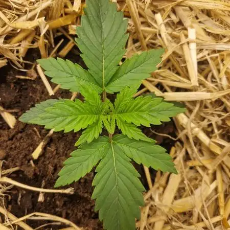 Grapefruit Auto by Fast Buds