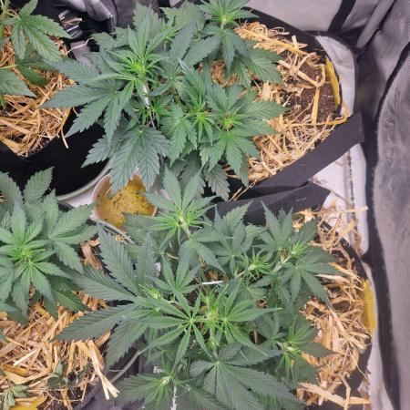 Gelato Auto (fastbuds) - second grow