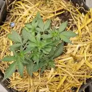 Purple Lemonade Auto RF3 by Fast Buds