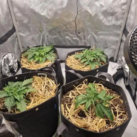 First Grow
