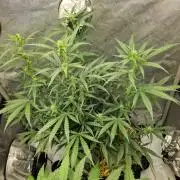 Strawberry Haze auto by Kannabia