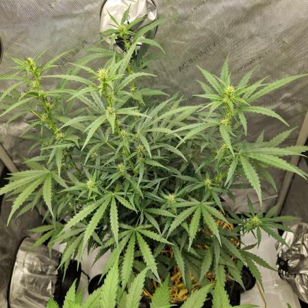 Strawberry Haze auto by Kannabia