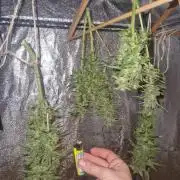 First Grow