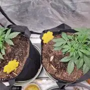 Gelato Auto (fastbuds) - second grow