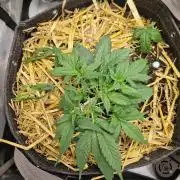 Strawberry Gorilla RF3 Auto by Fast Buds