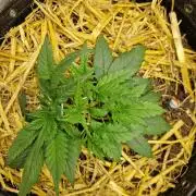 Strawberry Gorilla RF3 Auto by Fast Buds