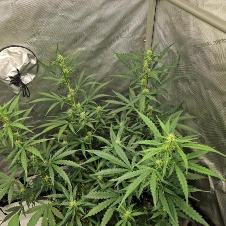Strawberry Haze auto by Kannabia