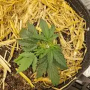 Strawberry Haze auto by Kannabia