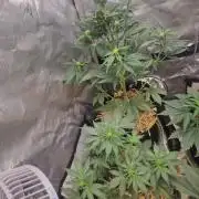 Purple lemonade auto - second grow