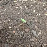 First Grow (organic)