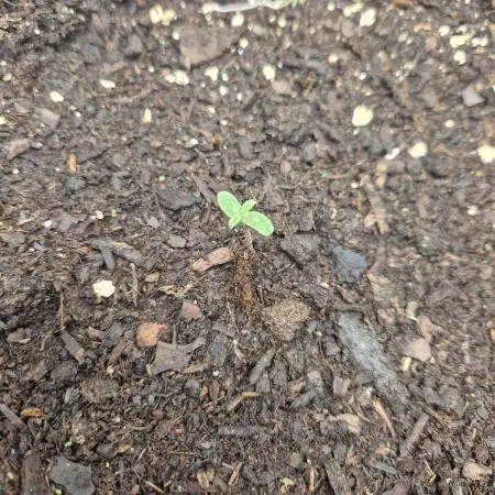 First Grow (organic)