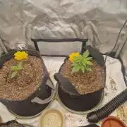 Purple lemonade auto - second grow