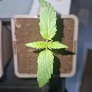 Northern Lights auto Sensi Seeds outdoor