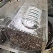 Purple lemonade auto - second grow