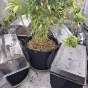 Gelato Auto (fastbuds) - second grow