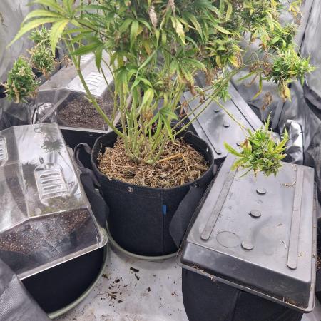 Gelato Auto (fastbuds) - second grow