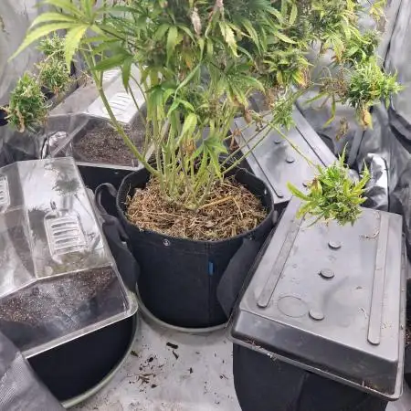 Gelato Auto (fastbuds) - second grow