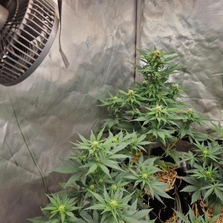 Purple lemonade auto - second grow