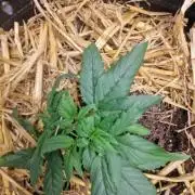 Strawberry Gorilla RF3 Auto by Fast Buds
