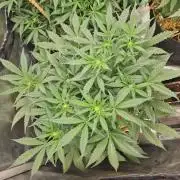 Grapefruit Auto by Fast Buds