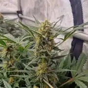 Grapefruit Auto by Fast Buds