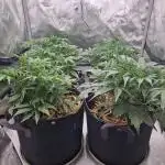 First Grow