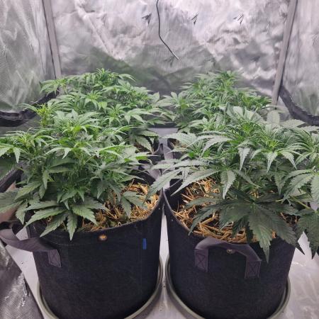 First Grow