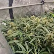 Gelato Auto by FastBuds