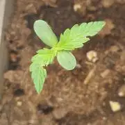 Northern Lights auto Sensi Seeds outdoor