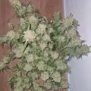 Gelato Auto by FastBuds