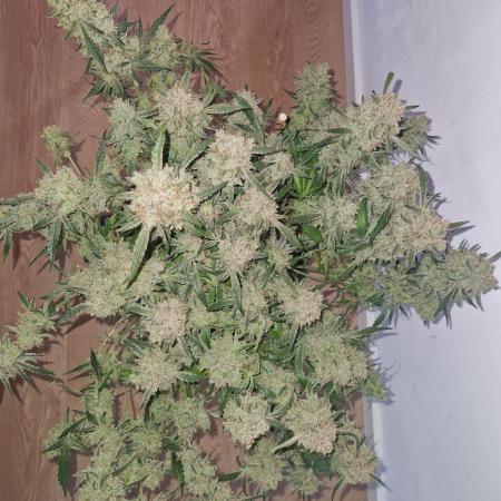 Gelato Auto by FastBuds