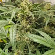 Grapefruit Auto by Fast Buds