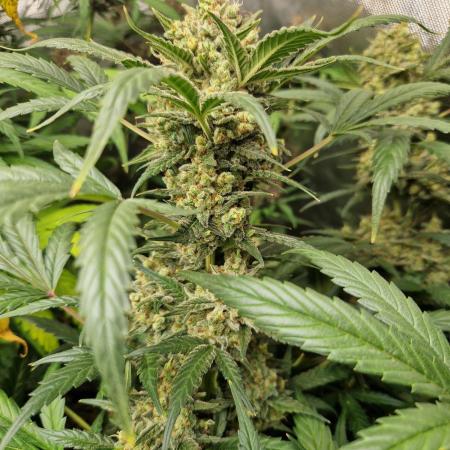Grapefruit Auto by Fast Buds