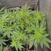 Purple Lemonade Auto by Fast Buds