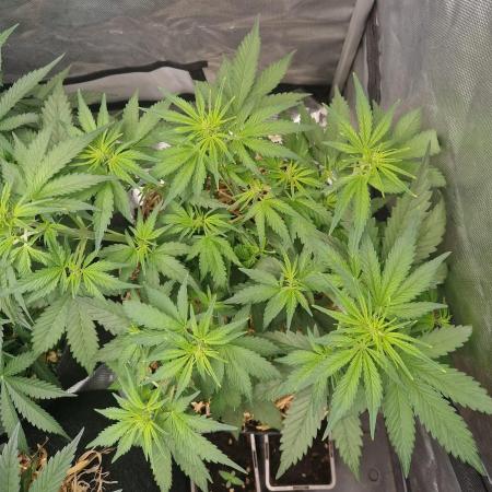 Purple Lemonade Auto by Fast Buds