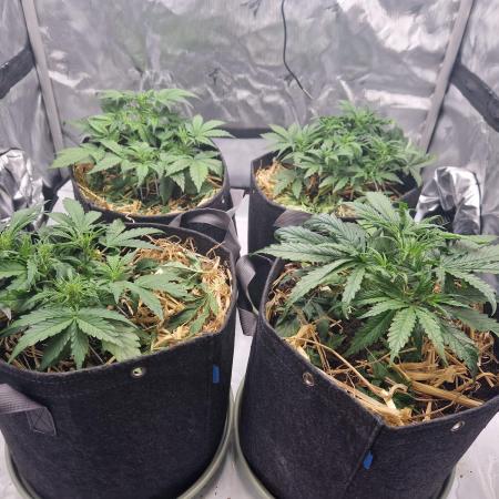 First Grow