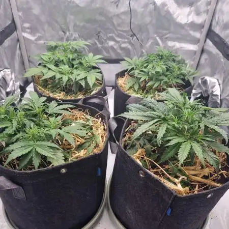 First Grow