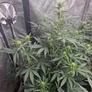 Gelato Auto (fastbuds) - second grow